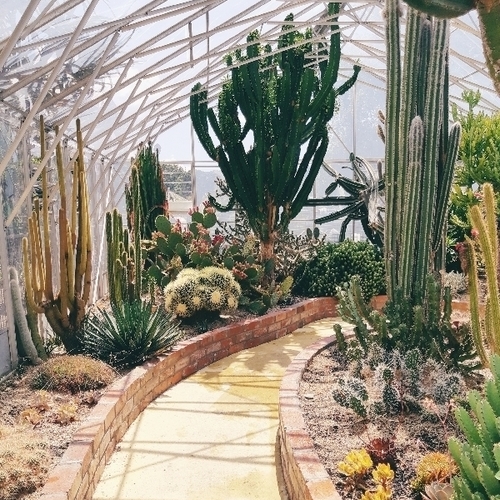Must visit Cacti house at Botanical Gardens in Gisborne