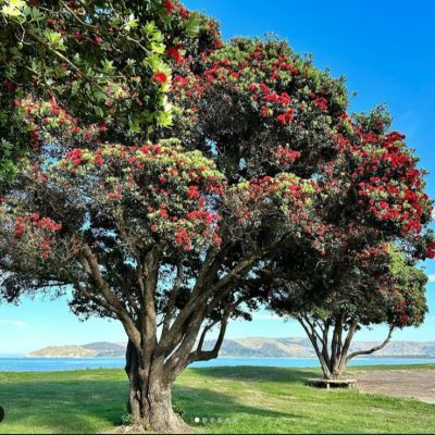 find the Mahia Seaside Market on facebook